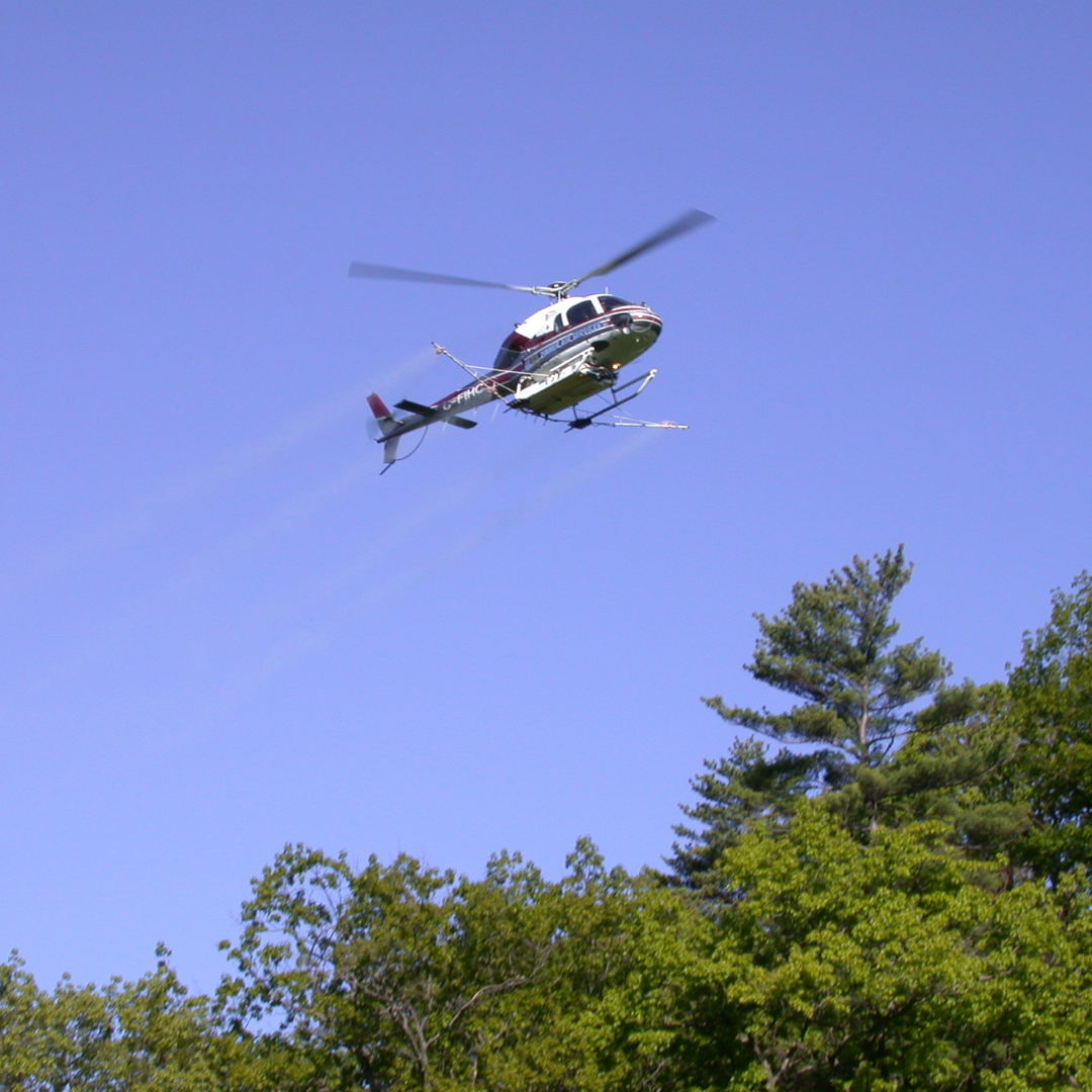 Helicopter flying over trees spraying for insects