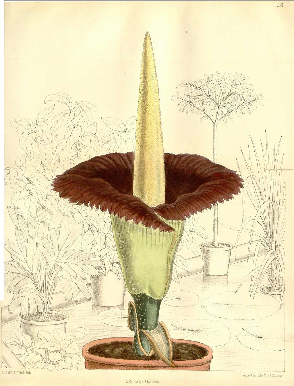 Amorphophallus titanum (Becc.) Becc. ex Arcang. botanical drawing