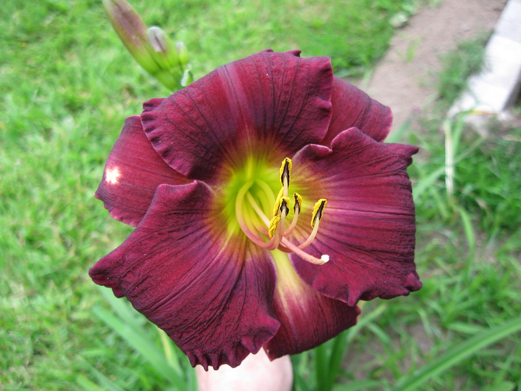 Bela Lugosi flower in bloom