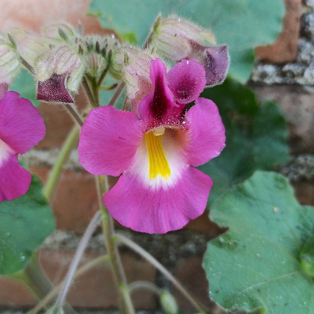 pink flower with yellow centre