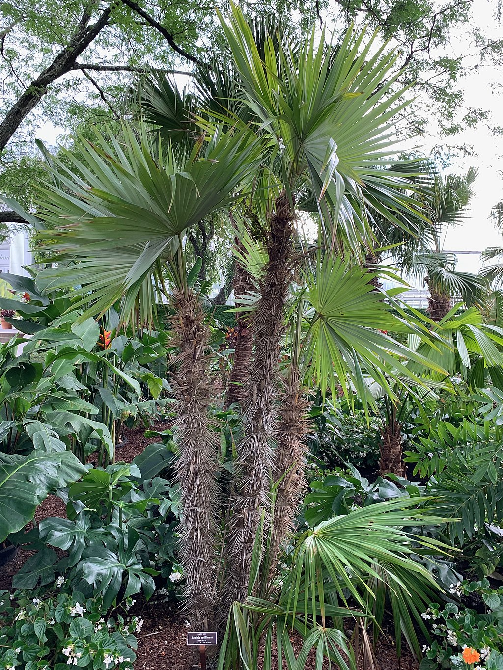 This Zombia antillarum was on display at the New York Botanical Garden. Antillarum means "of the Antilles."