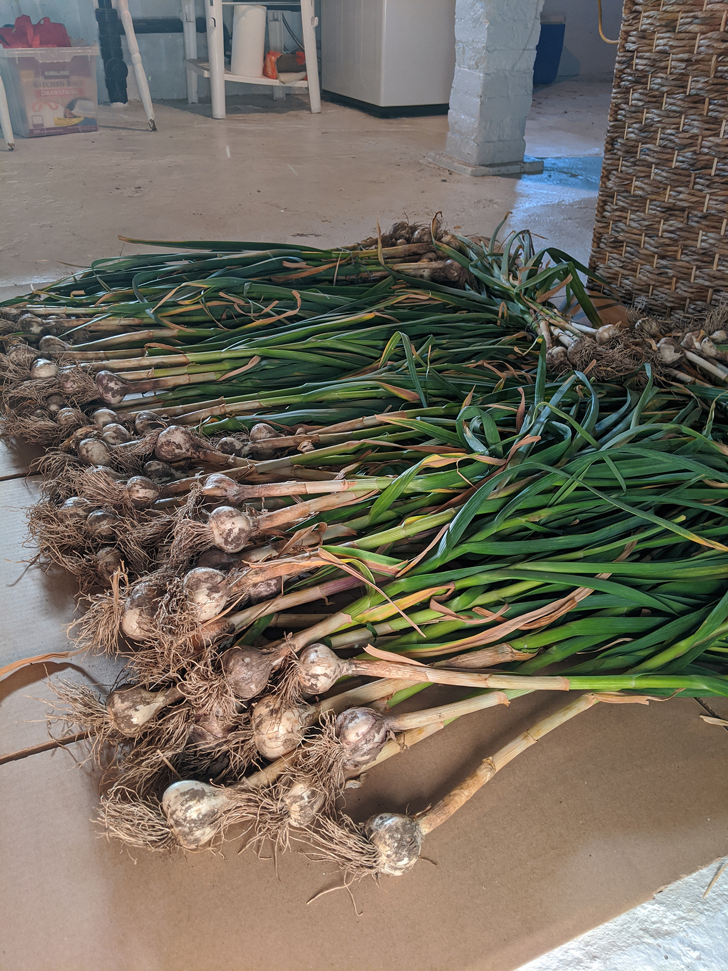 Garlic harvest laid out with greens
