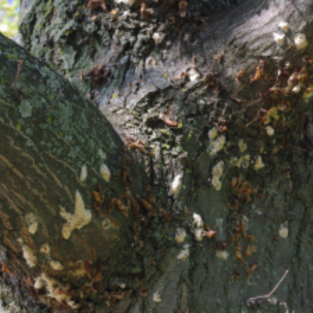 Egg Masses and Pupa on Tree