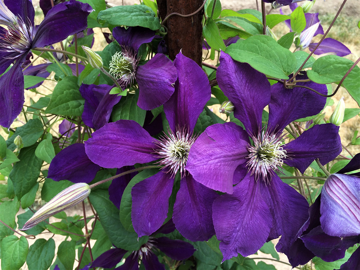 Clematis ‘Gipsy Queen’