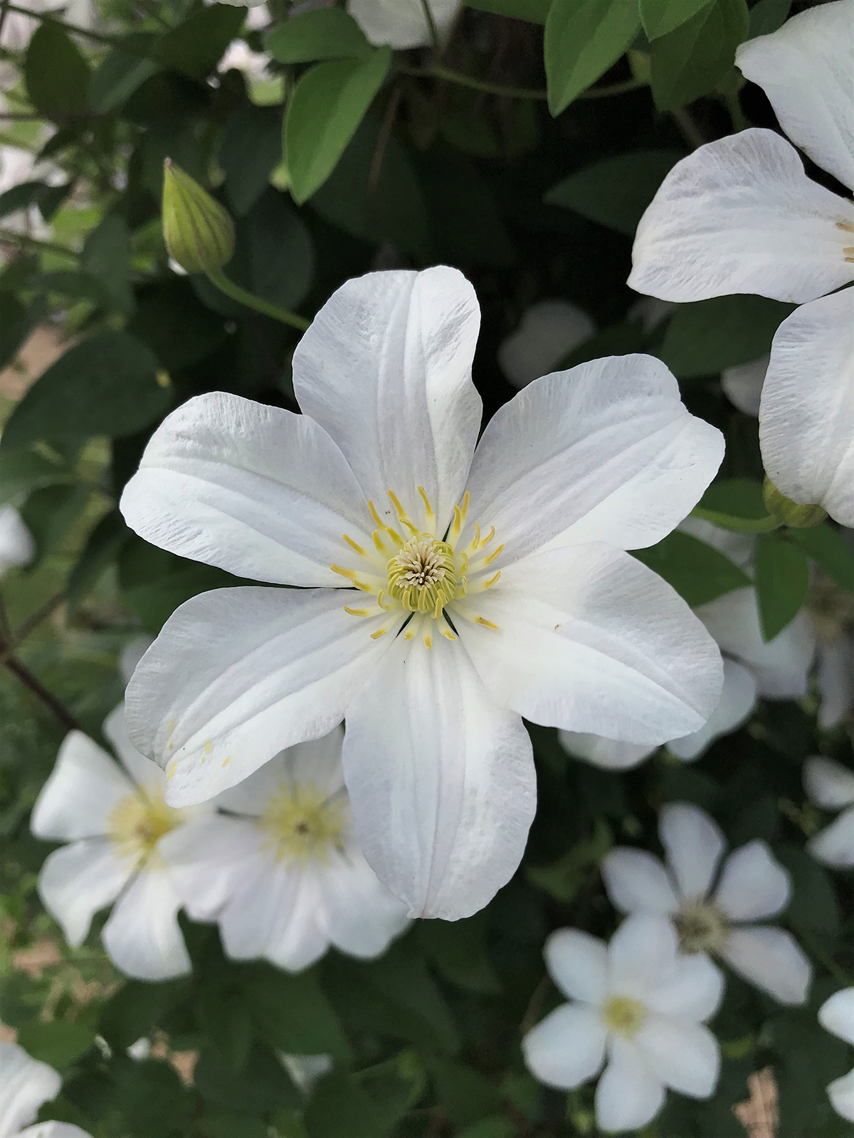 Clematis ‘Huldine’