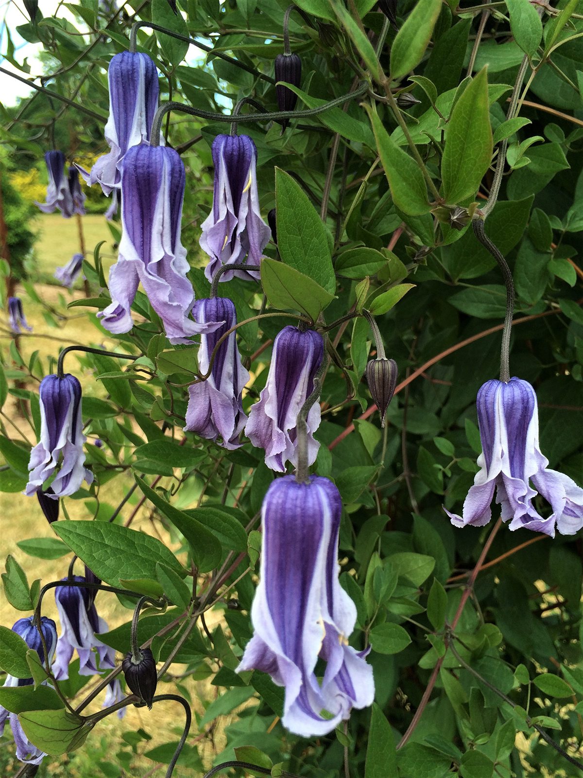 Clematis ‘Mrs Harvey’