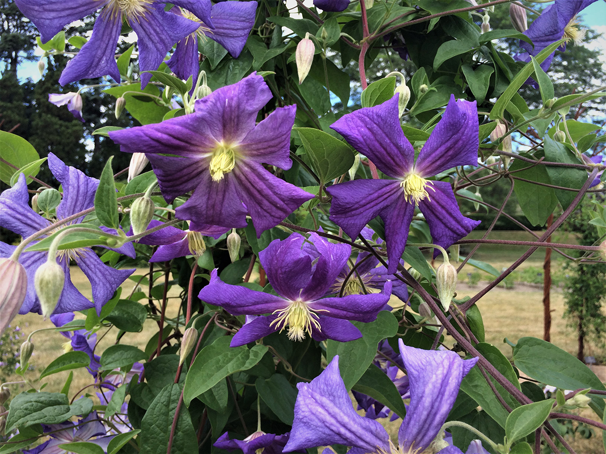 Clematis ‘Perle d’Azur’