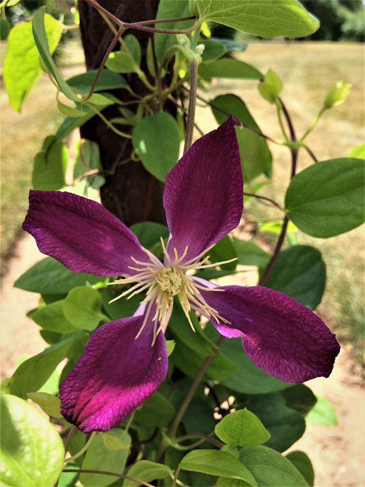 Clematis ‘Ruby Wedding’