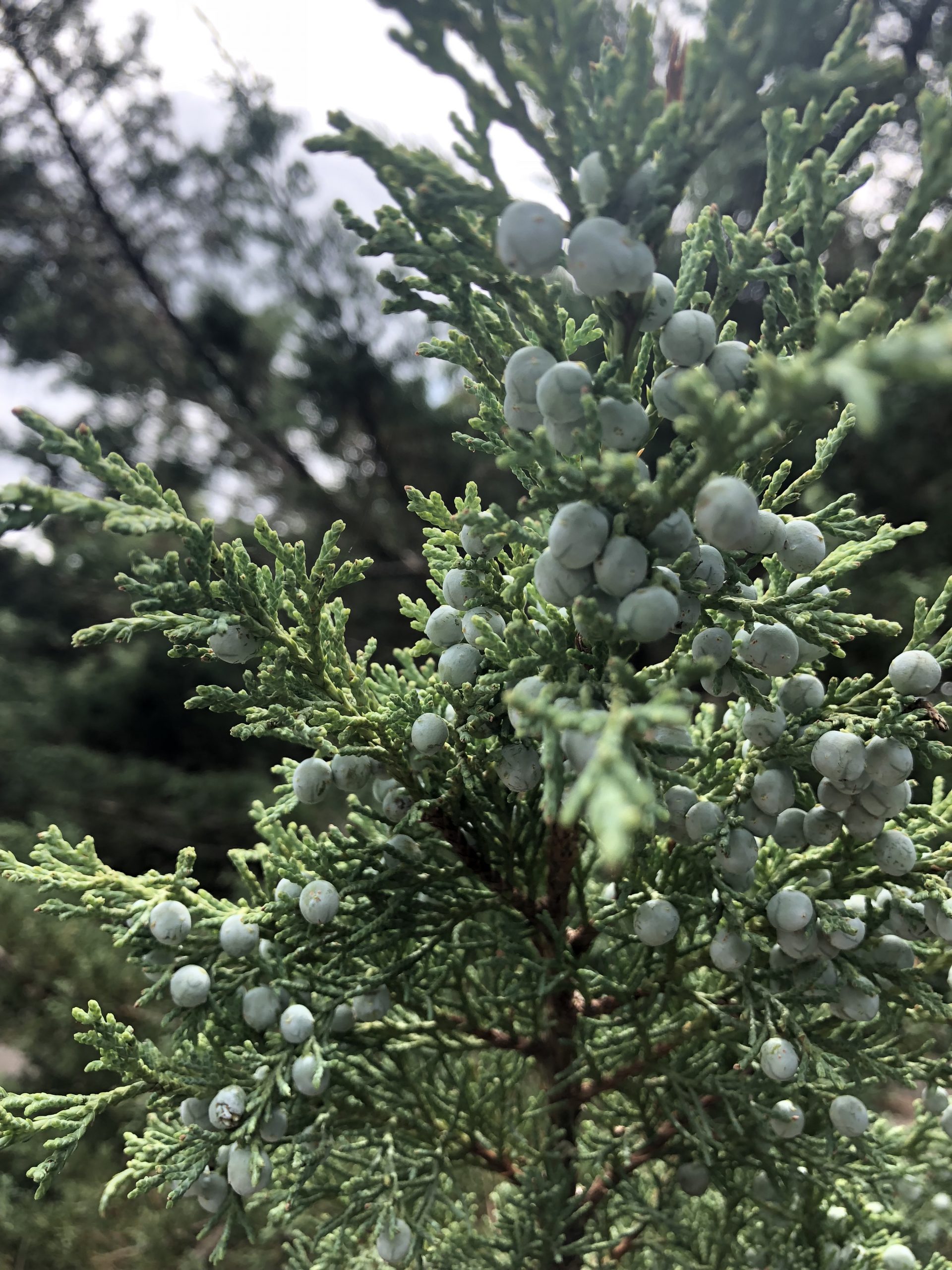 Juniper with Berries Rock Garden Juniper with Berries at Rock Garden