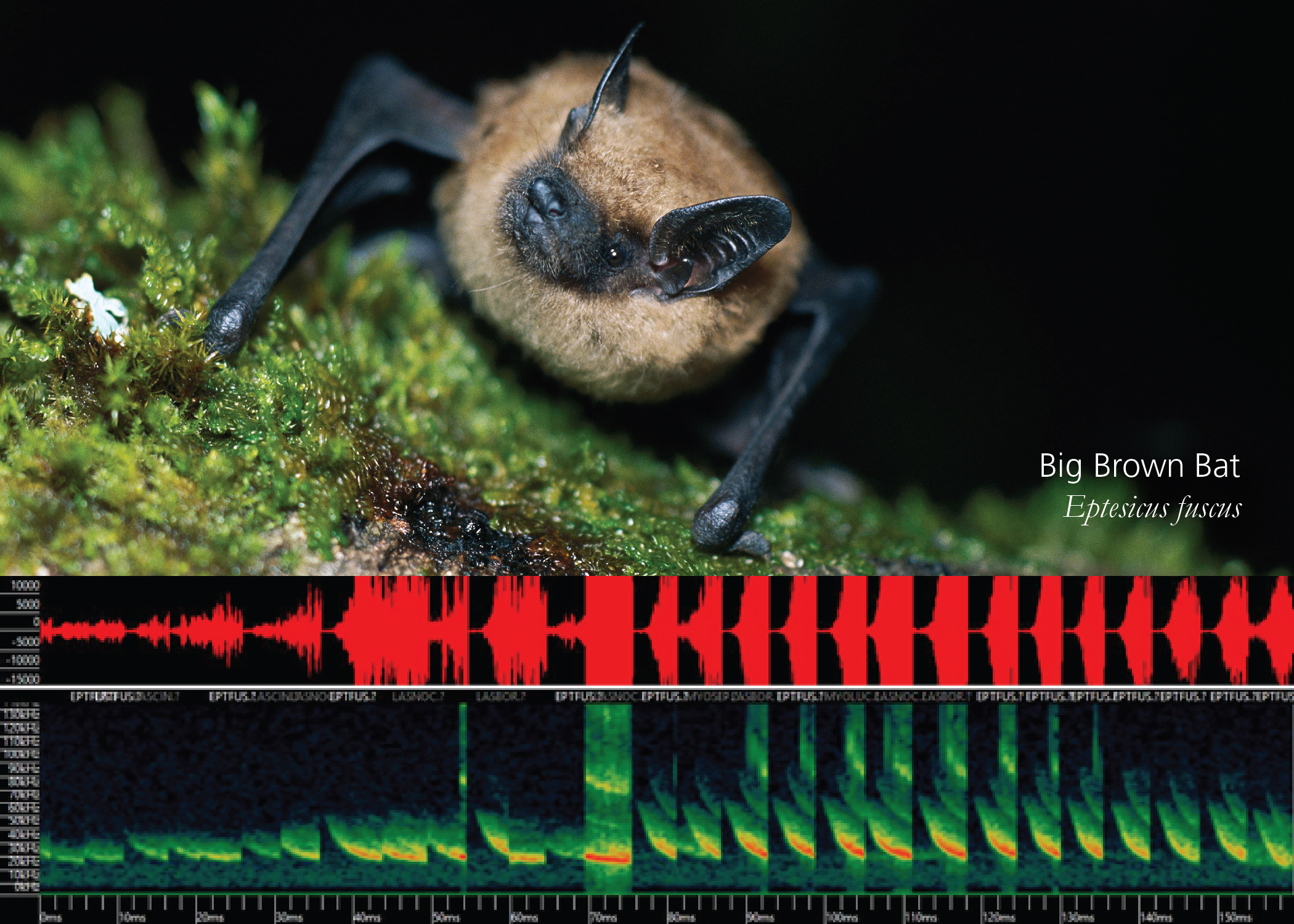 Big Brown Bat with echolocation sound waves