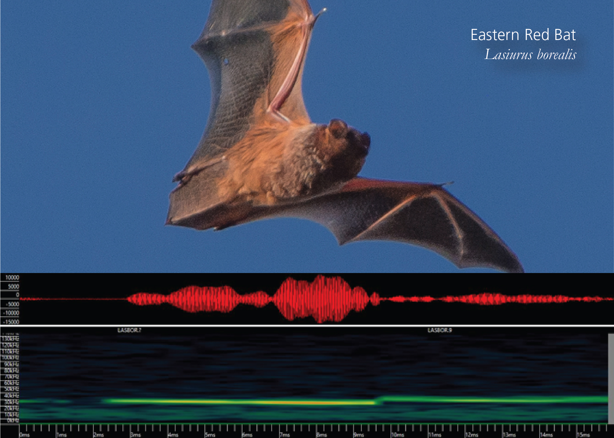 eastern red bat with echolocation soundwave
