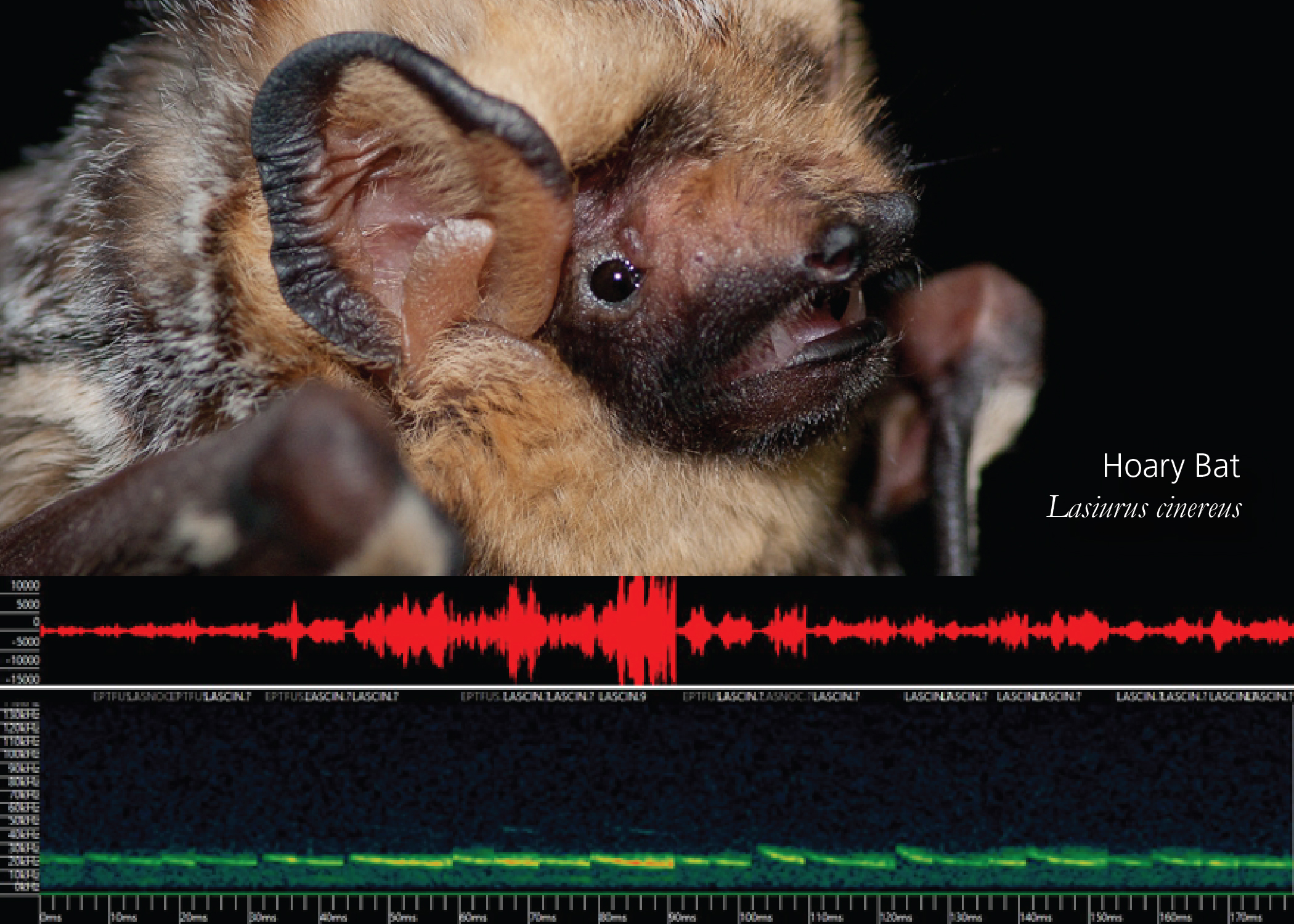 Hoary bat with echolocation soundwave