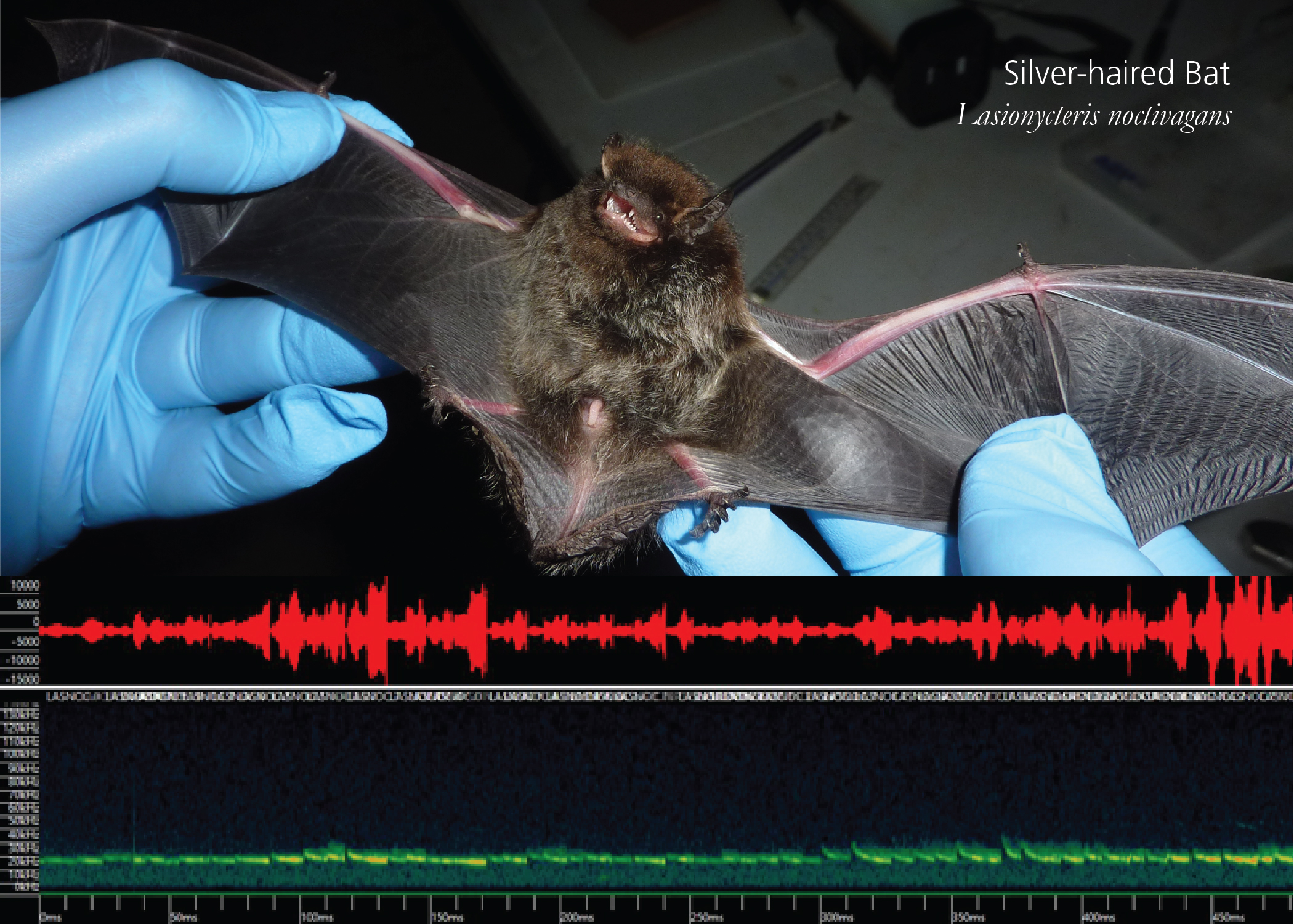 Silver-haired bat with echolocation soundwave