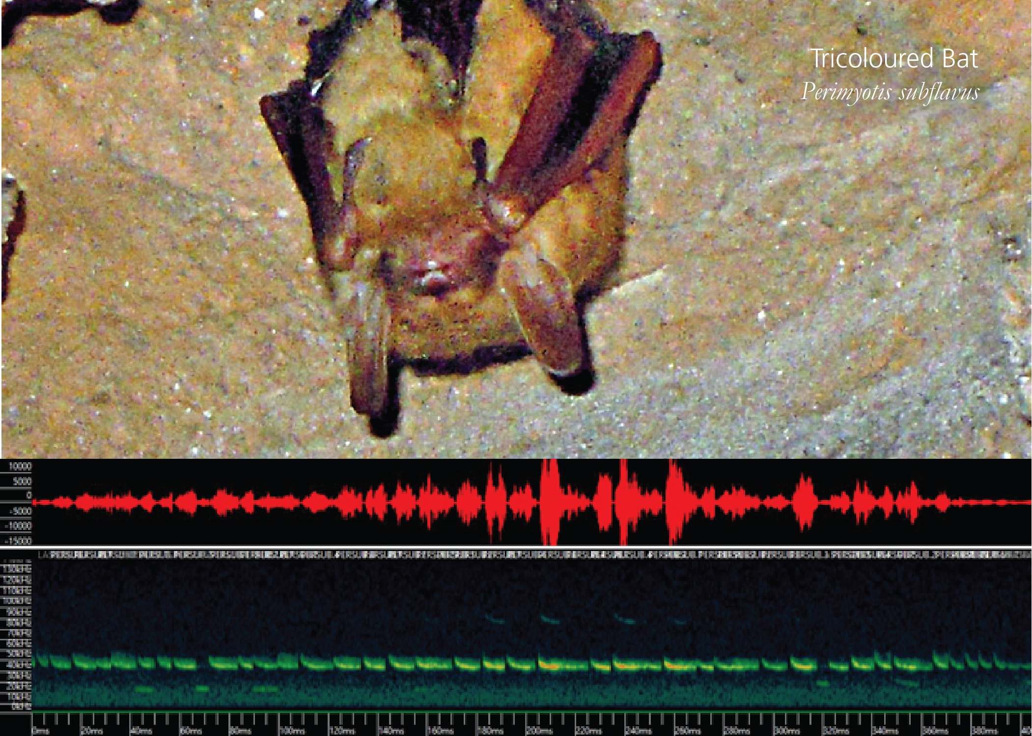 tricoloured bat with echolocation soundwave