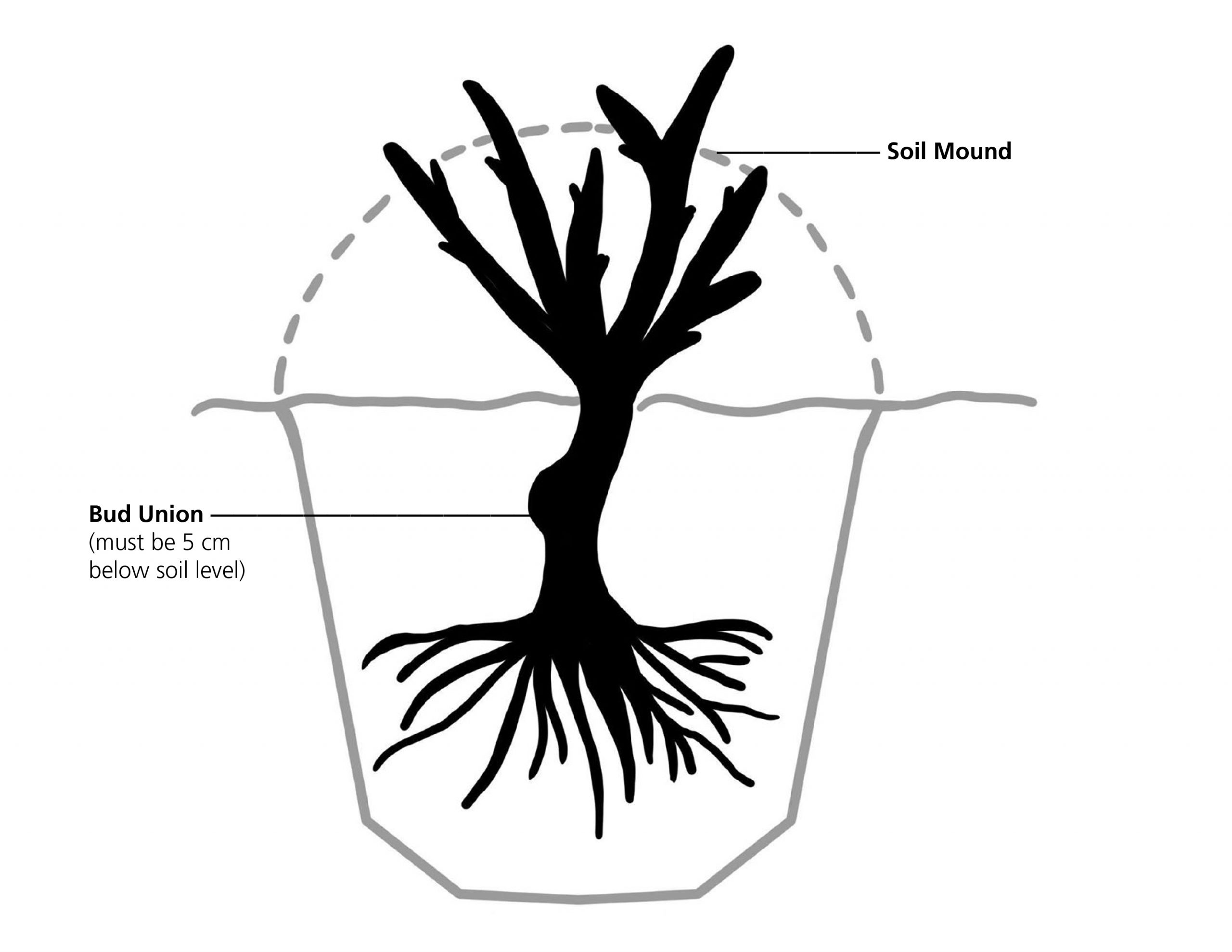 Diagram of Planting Best Practices