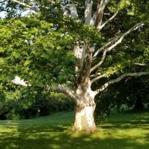 sicamore-tree-arboretum Sicamore Tree Arboretum
