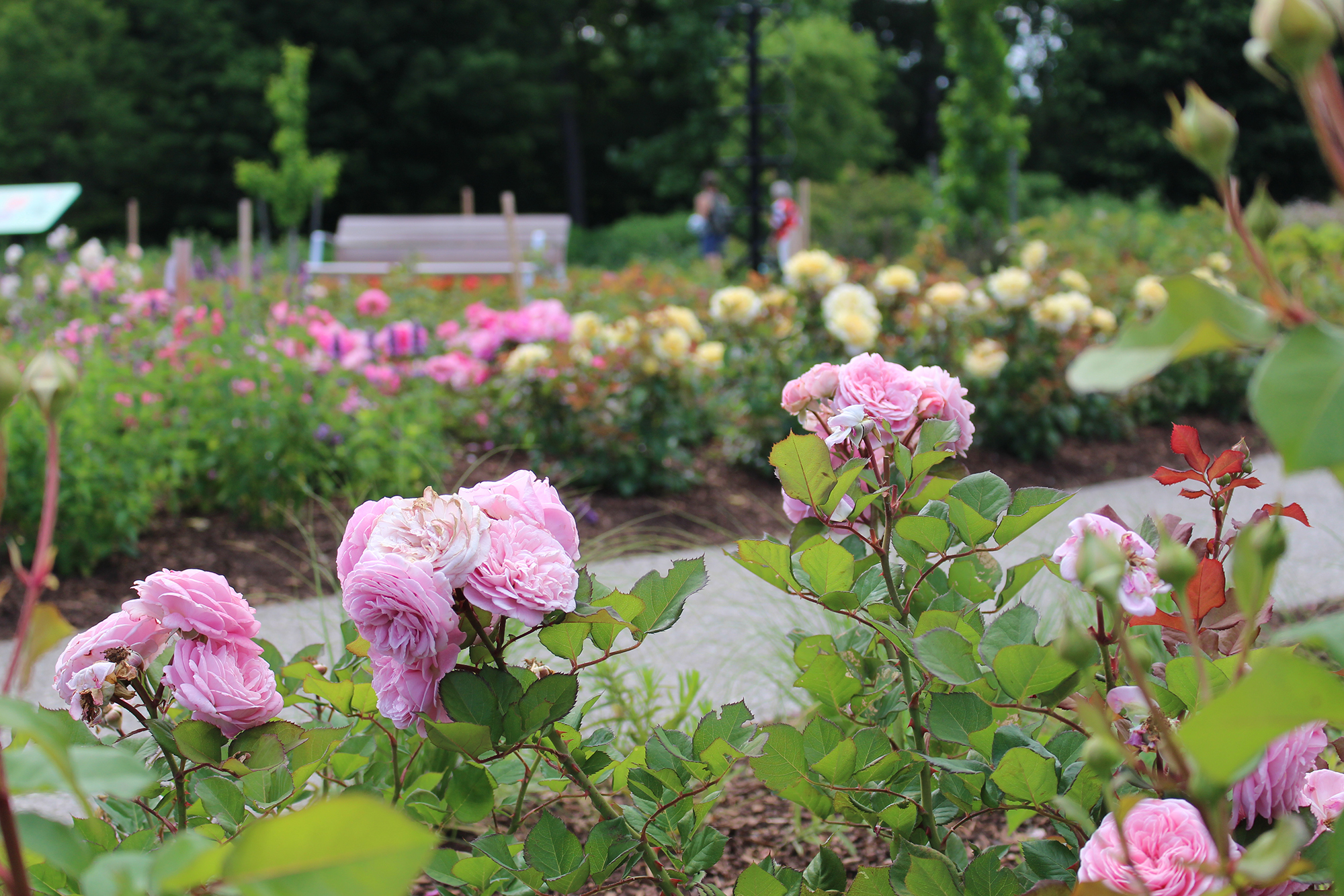 Summer Romance Roses In Rose Garden