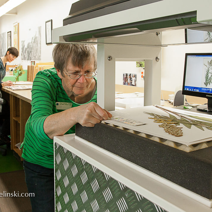 Volunteer Scanning Pressed Herbarium Specimen