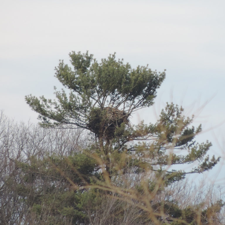 Bald Eagle Nest in Large Pine Tree