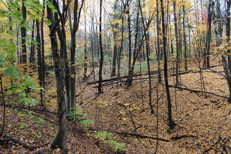 Forest Protection Royal Botanical Gardens