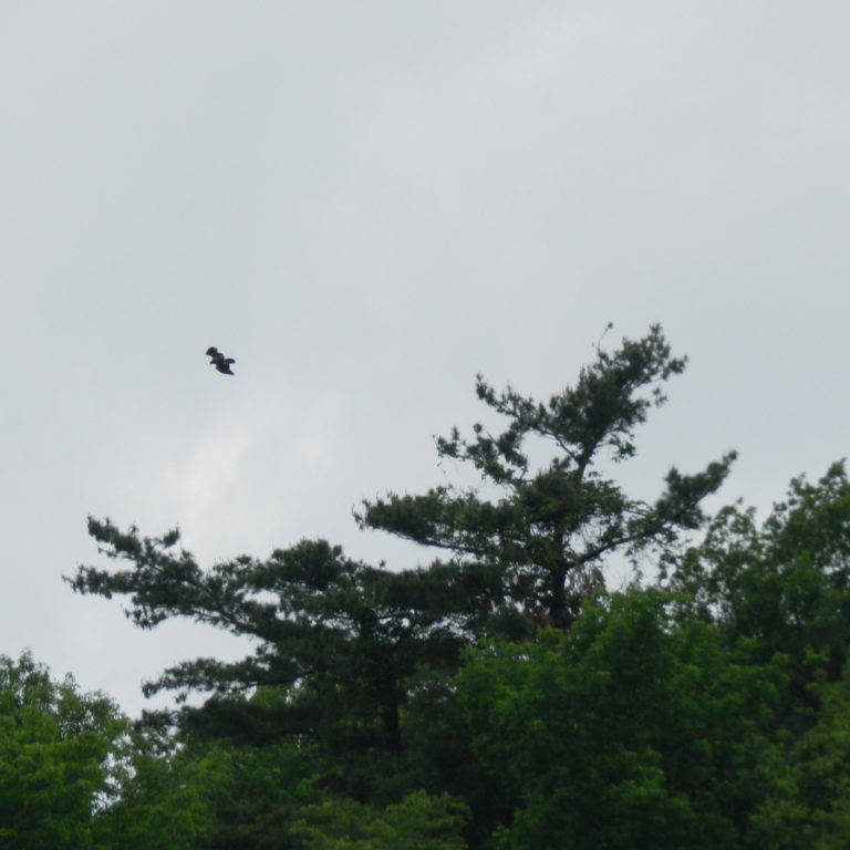 Juvenille Bald Eagle In Flight Above Nest