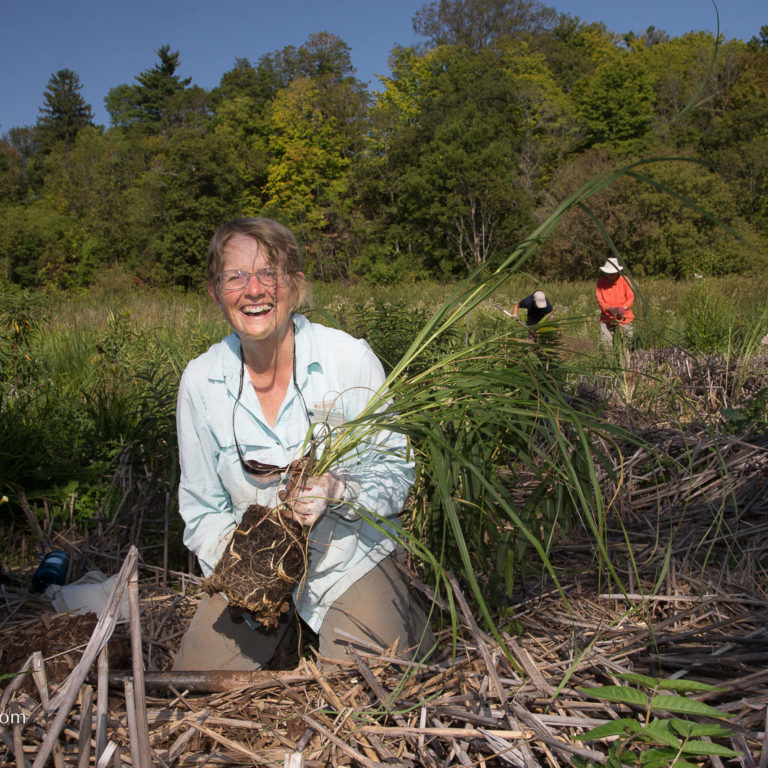 Volunteer posing with native plant, ready to be planted in the marsh