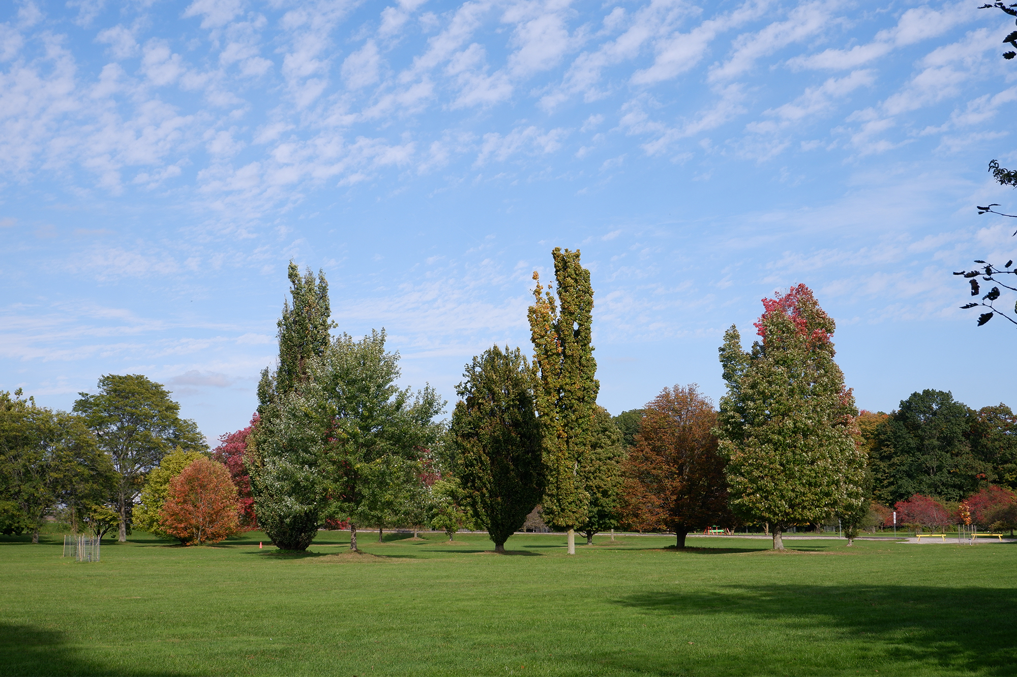 Arboretum Trees In Field In October