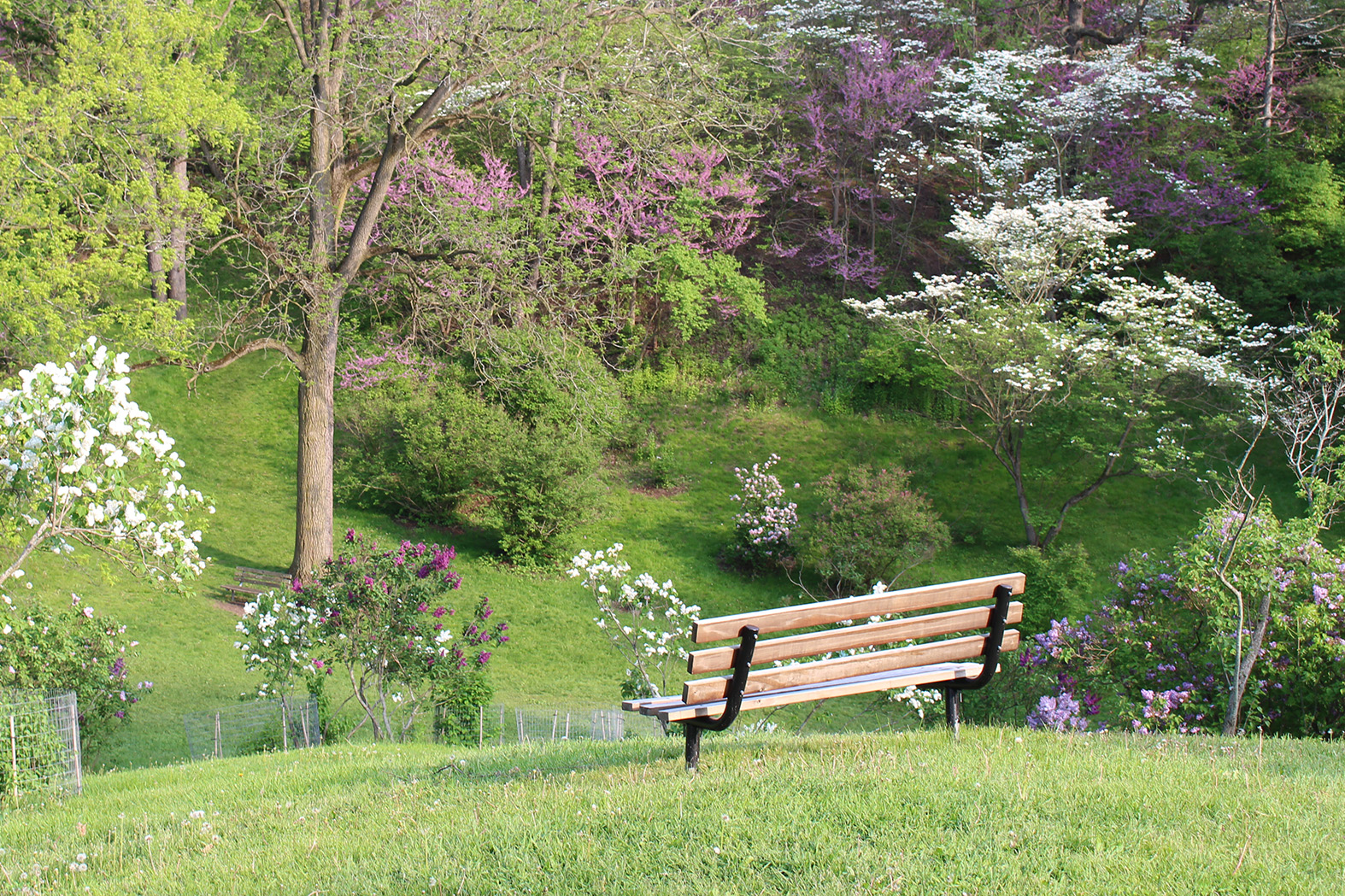 Bench With Lilac Collection