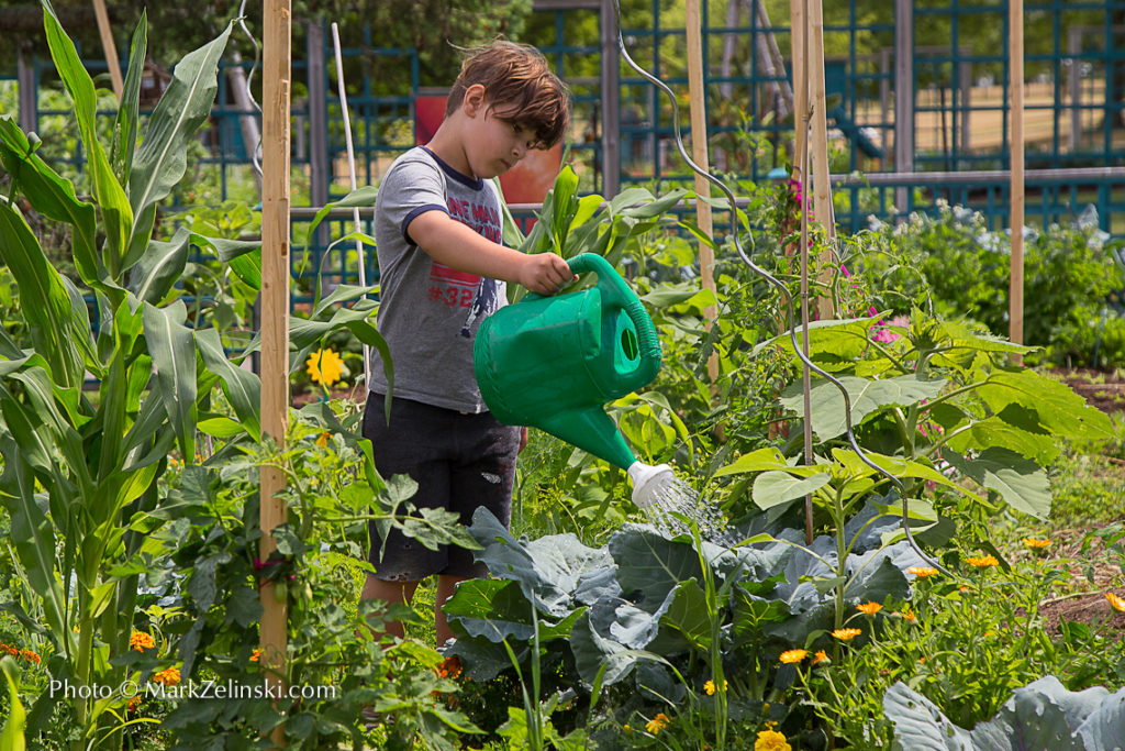 Boy Watering Vegetable Patch Credit Markzelinski.com