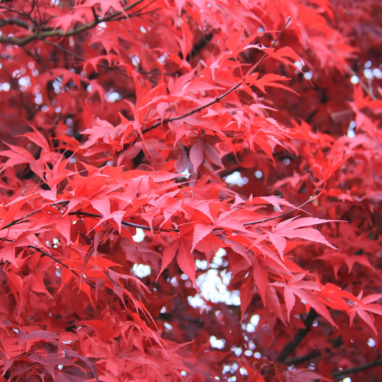 Bright Red Autumn Leaves Royal Court