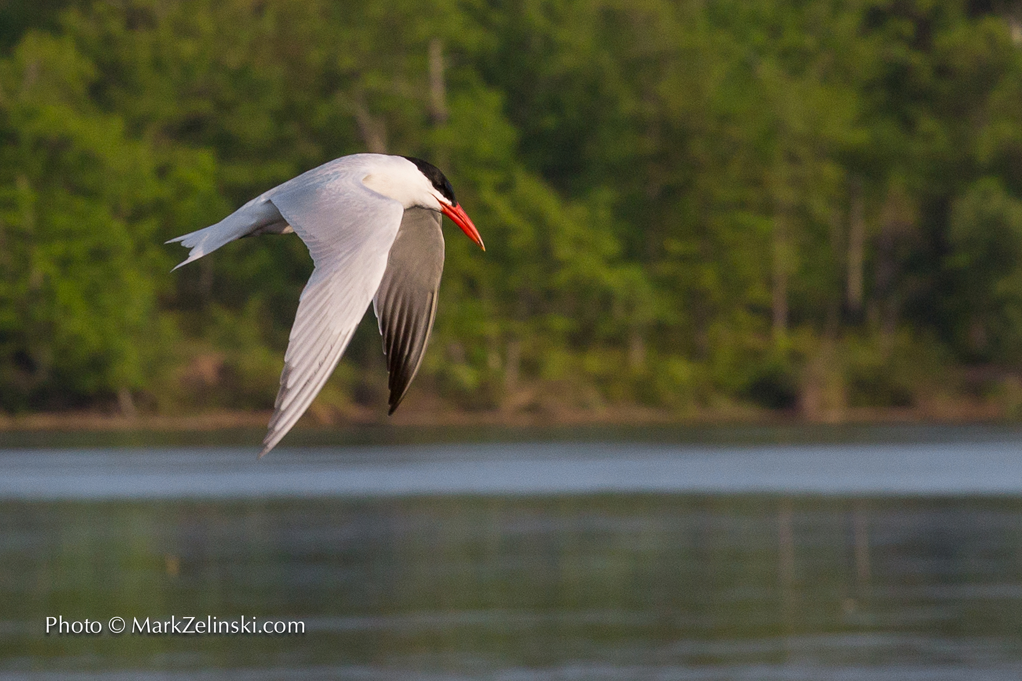 Caspian Tern Flying Over Open Water