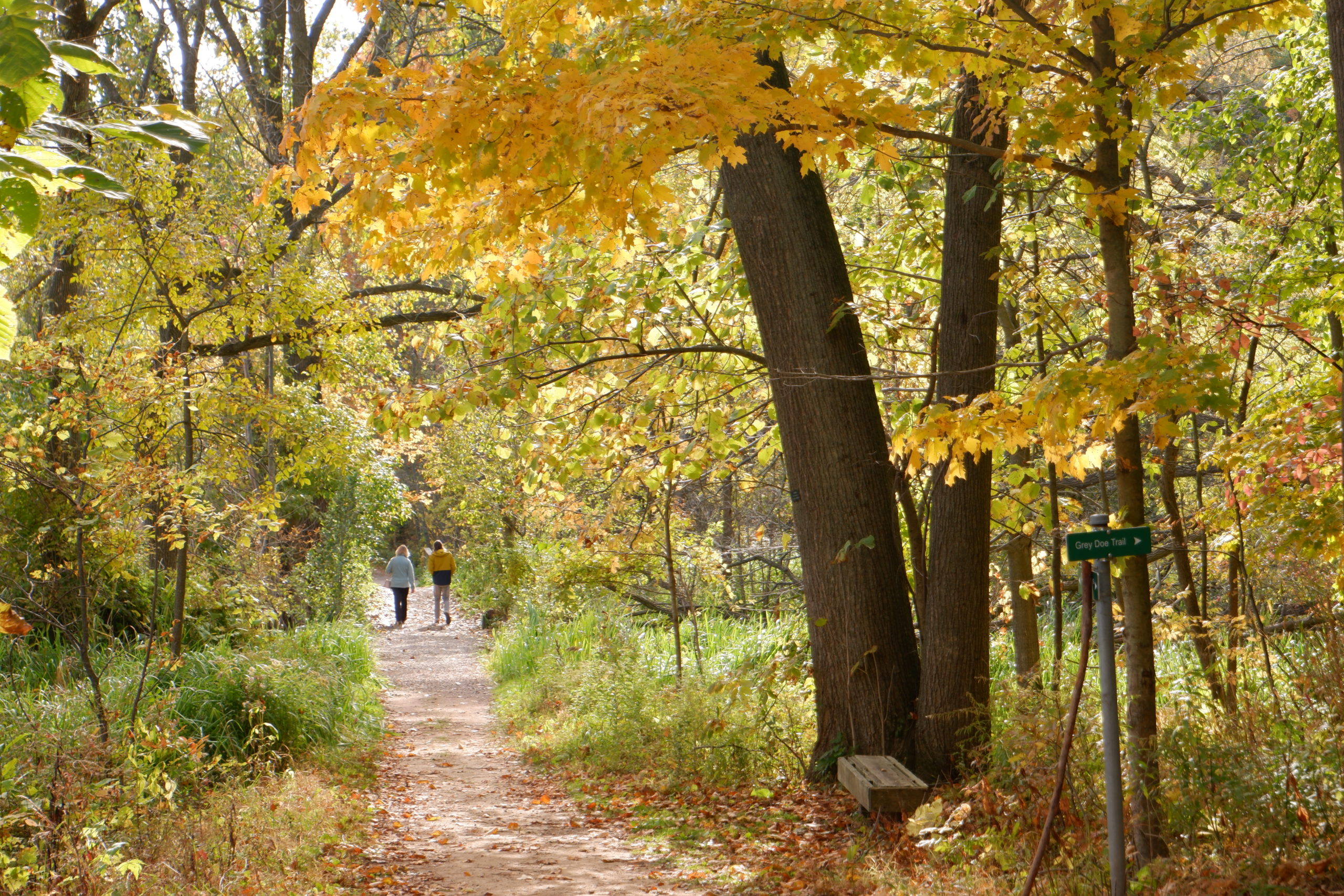 Grey Doe Trail With Yellowed Leaves In Fall