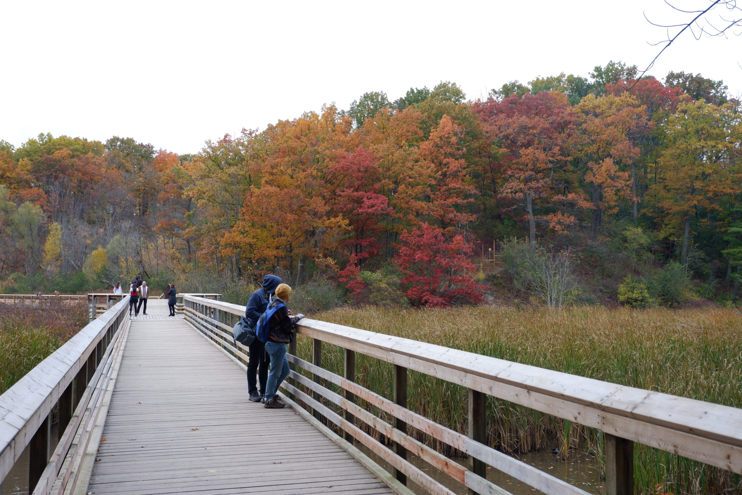 Hendrie Park Valley Boardwalk In Fall