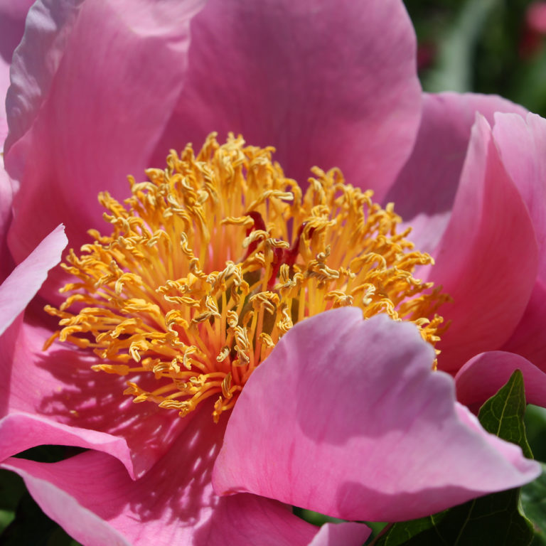 Large Pink Peony With Open Centre
