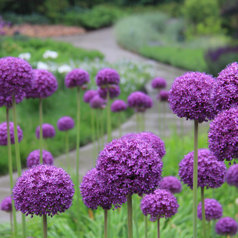 Rock Garden Purple Allium Blooms