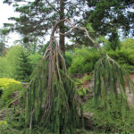 Rock Garden Weeping Norway Spruce