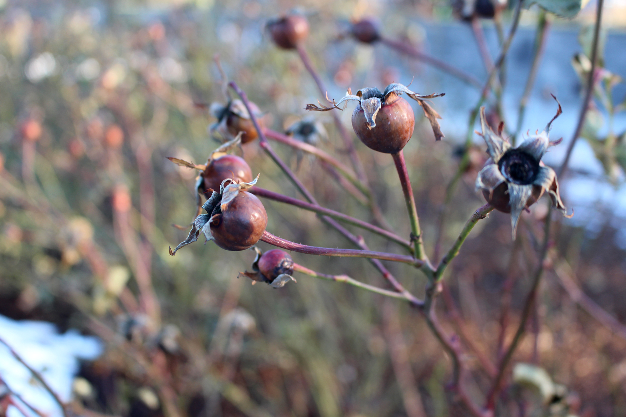 Rose Hips In Winter Rose Garden