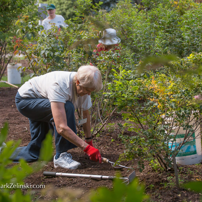 Volunteer Gardener Working Base Of Shrub