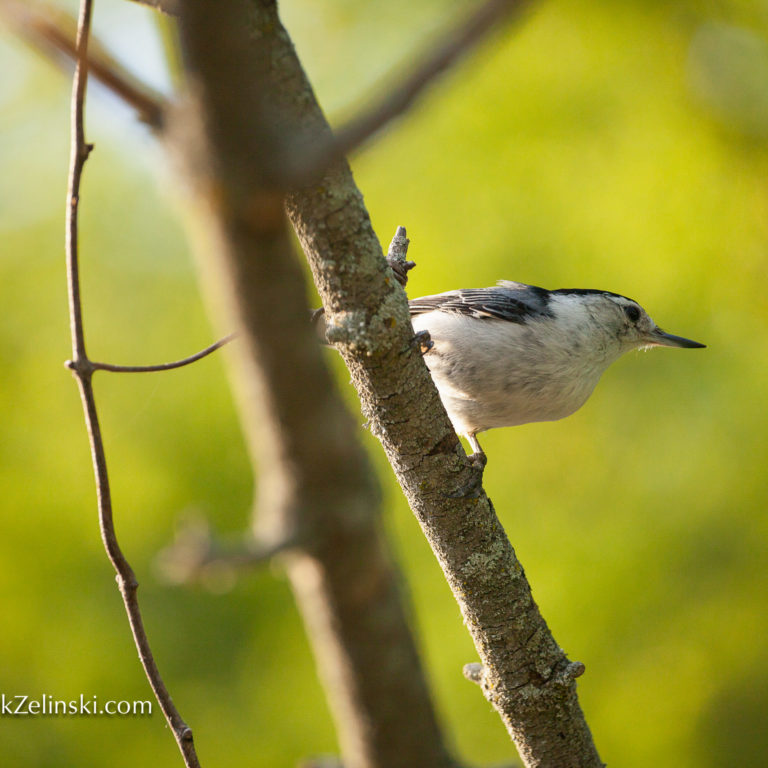 White Breasted Nuthatch on Branch
