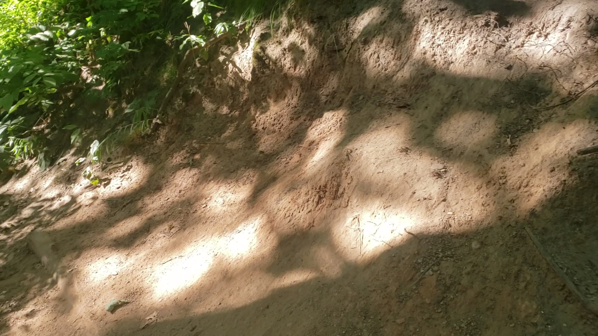 Erosion along the edge of a trail.