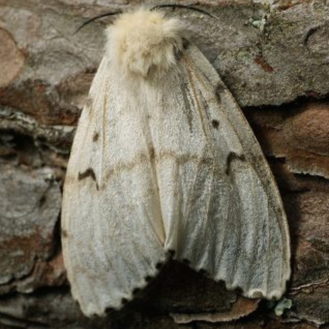 LDD Moth Adult (Female)
