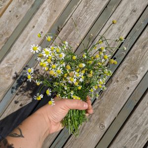 4 - Chammomile for tea hand holding bouquet of chamomile flowers