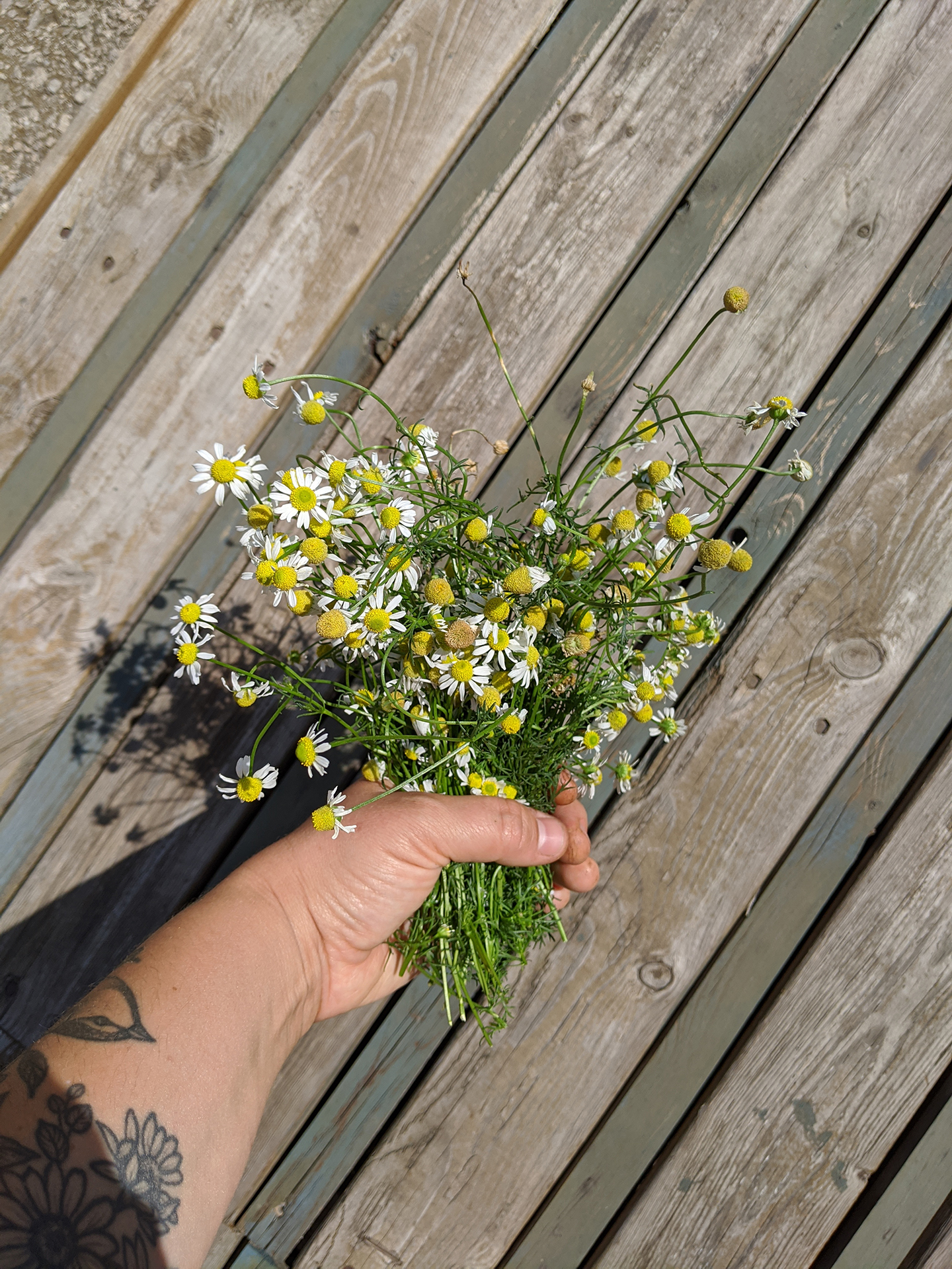hand holding bouquet of chamomile flowers