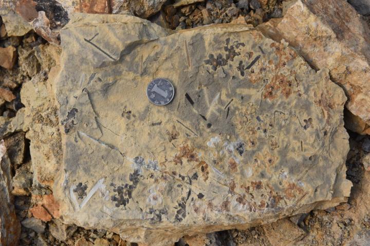 A slab of rock bearing specimens of Nanjinganthus dendrostyla, a flowering plant from the early Jurassic Period over 170 million years ago.