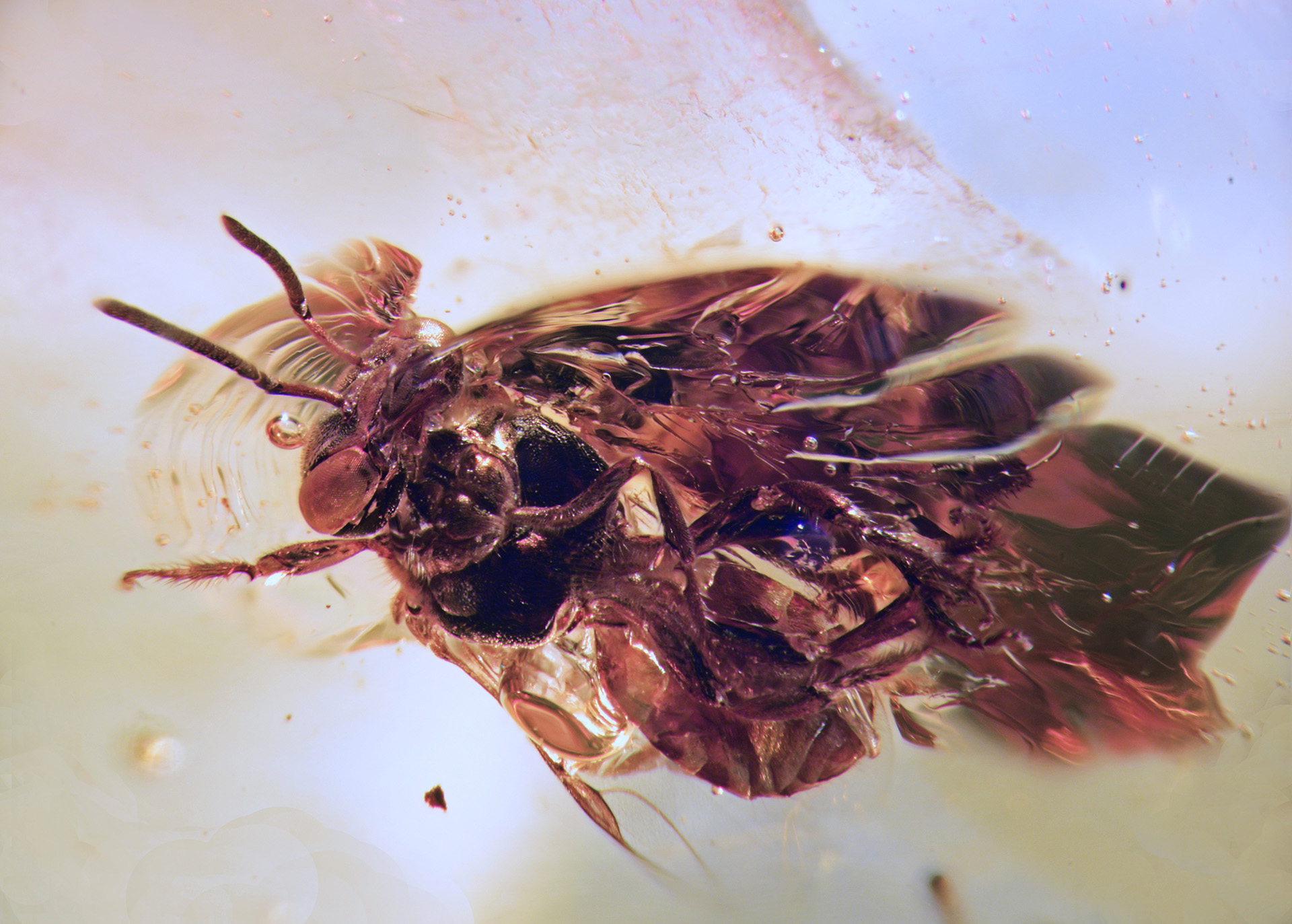 A small stingless bee in amber