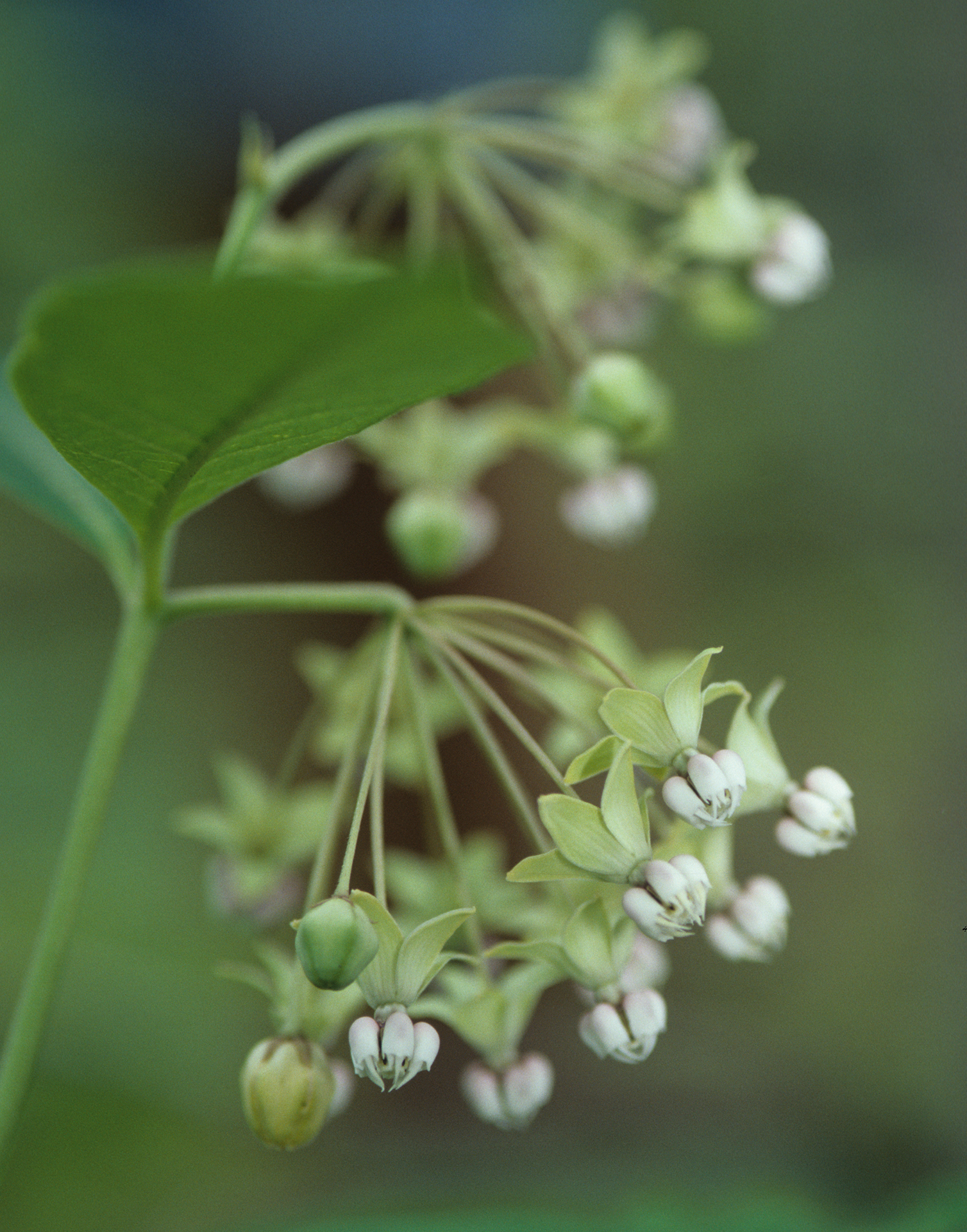 Poke Milkweed