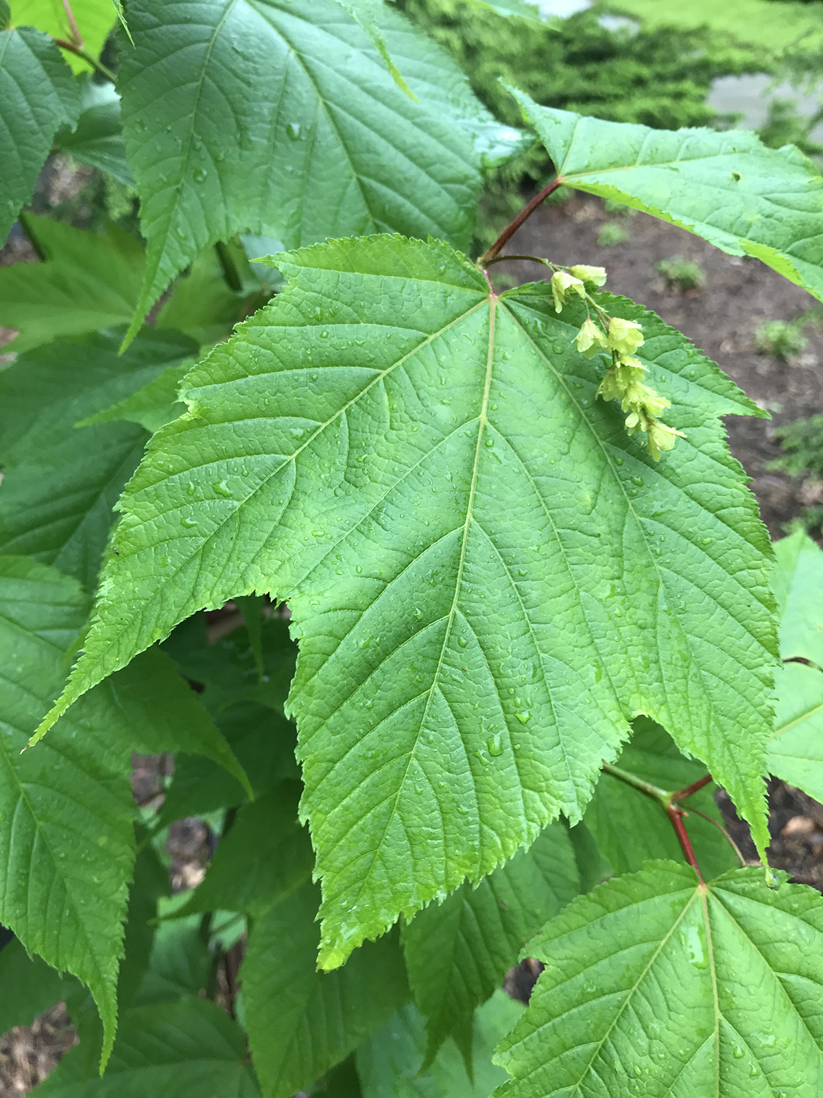Acer pensylvanicum