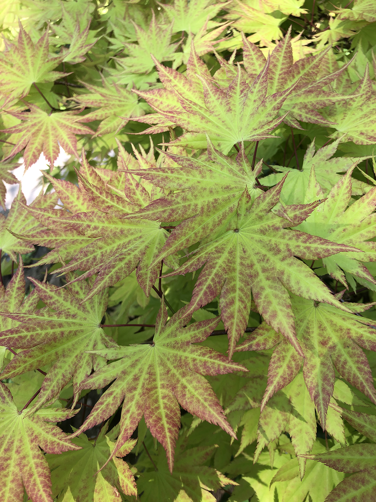 Acer shirasawanum 'Autumn Moon'