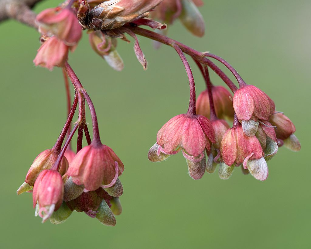 Acer diabolicum (Devil Maple) flower
