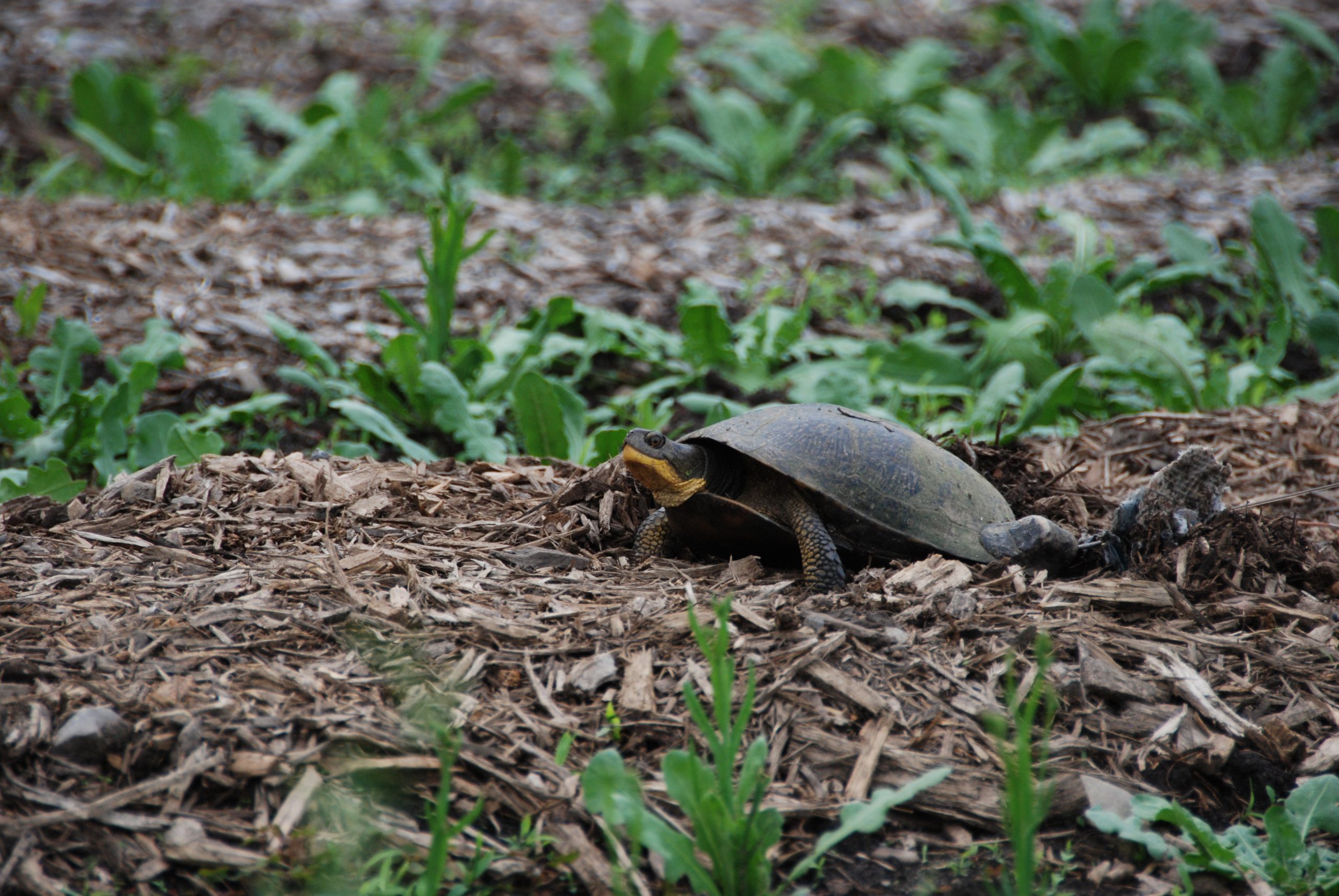 blandings turtle nesting in some mulch